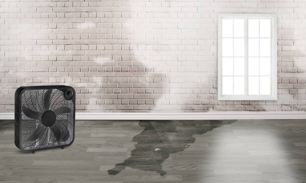 Best Professional water damage repair  in Congers, NY